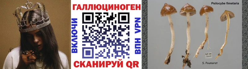 Купить  Луховицы  Псилоцибиновые грибы Psilocybe 